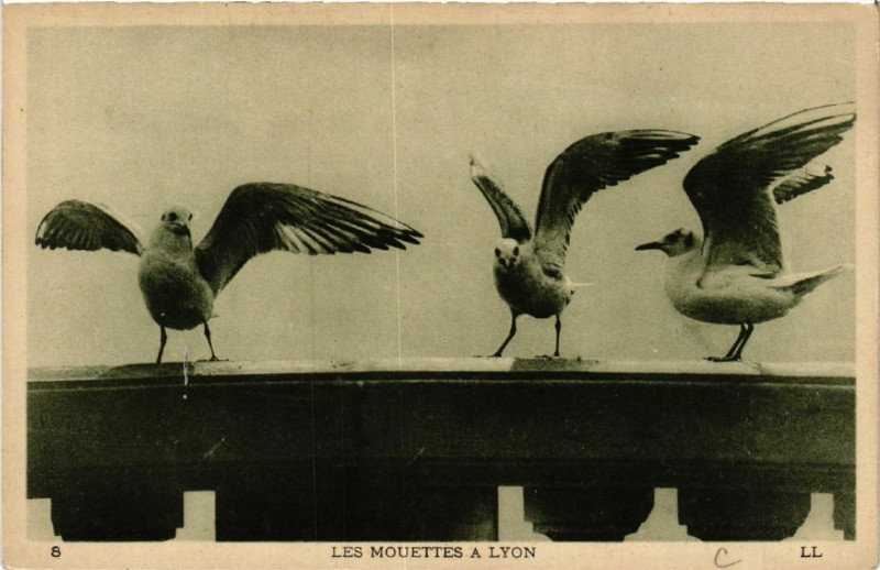 Carte postale ancienne Lyon Les Mouettes à Lyon