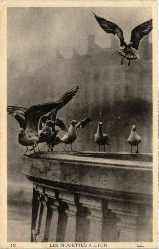 Carte postale ancienne Lyon Les Mouettes à Lyon
