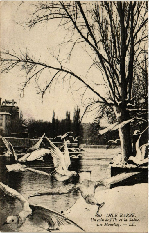 Carte postale ancienne Lyon l'Ile Barbe Un coin de l'Ile et la Saone. Les Mouettes à Lyon