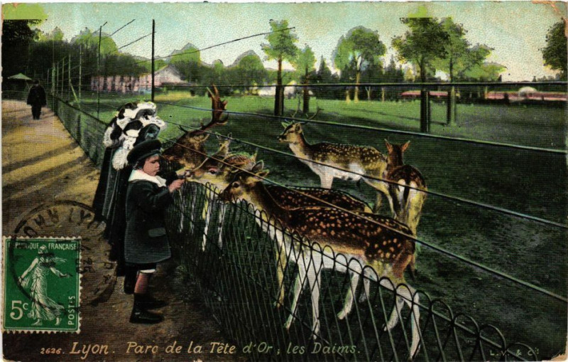 Carte postale ancienne Ed. Aqua 2626 Lyon Parc de la Tete d'Or les Daims à Lyon