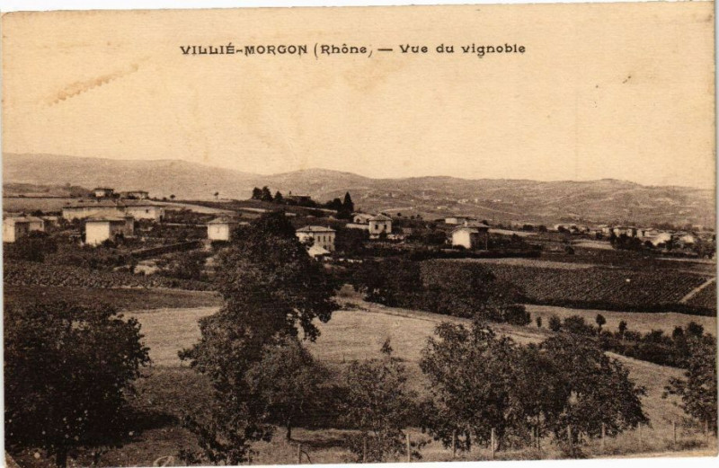Carte postale ancienne Villie Morgon-Vue du vignoble