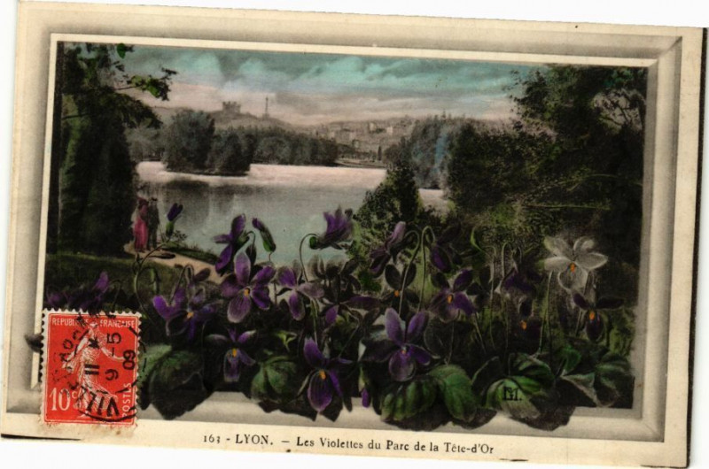 Carte postale ancienne Lyon-Les Violettes du Parc de la Tete d'Or à Lyon