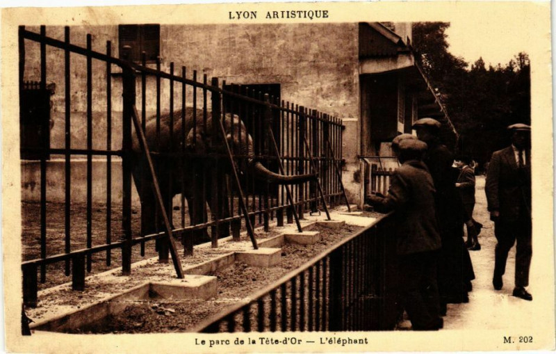 Carte postale ancienne Lyon-le parc de la Tete d'or-L'elephant à Lyon