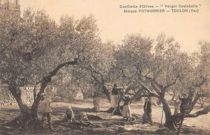 Carte postale ancienne Toulon Cueillette D'Olives Verger Costebelle Maison Pothonnier à Toulon