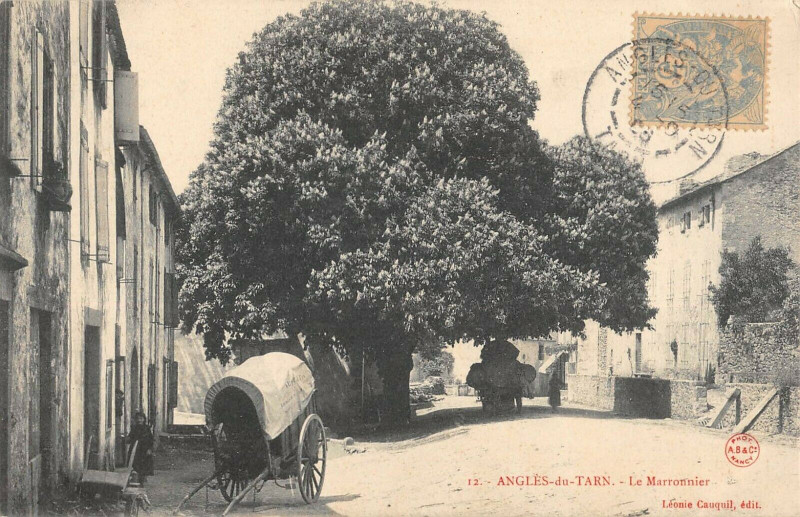 Carte postale ancienne Angles Du Tarn Le Marronnier