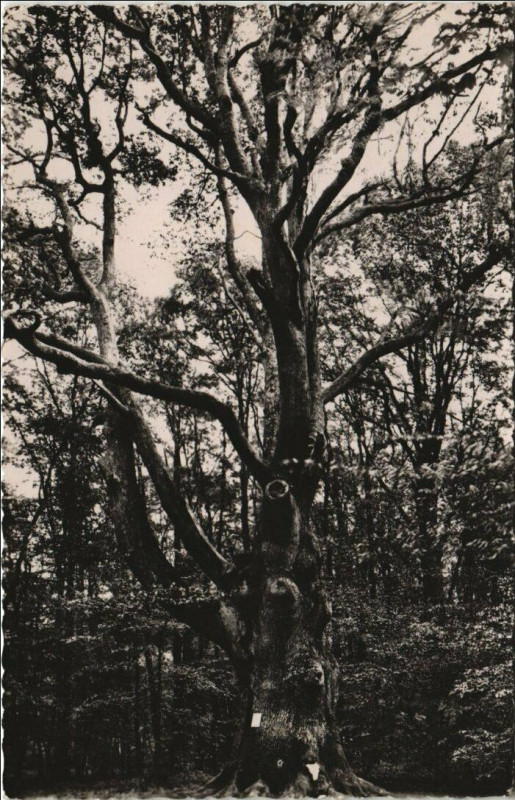 Carte postale ancienne Foret de Troncais - Le Bouquet