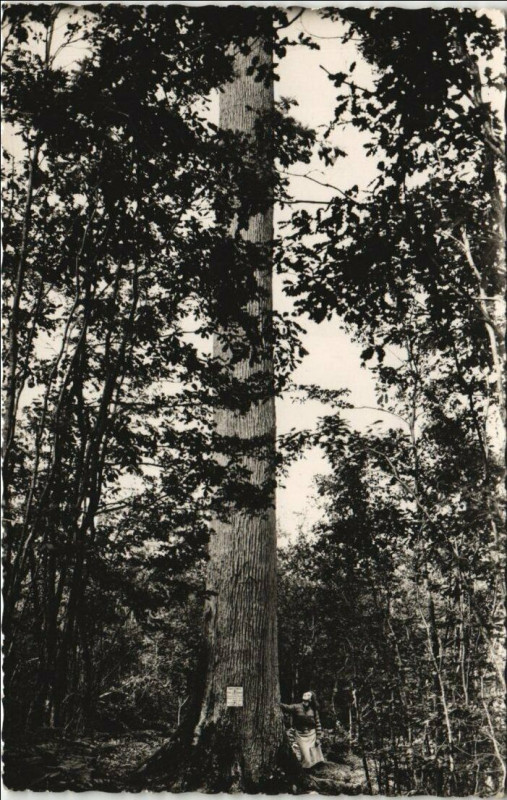 Carte postale ancienne Foret de Troncais - La Chene Jacques Chevalier