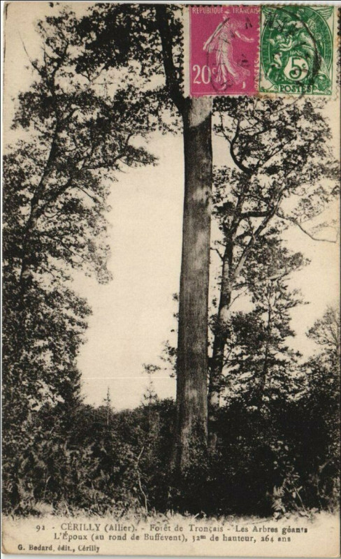 Carte postale ancienne Cerilly Foret de Troncais - Les Arbres Geants - L'Epoux