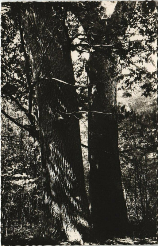 Carte postale ancienne Foret de Troncais - Les Jumeuax