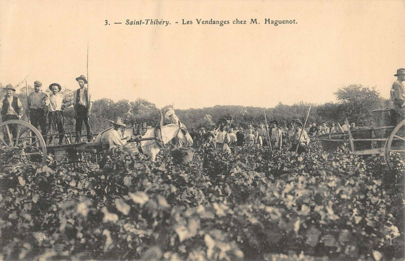 Carte postale ancienne Saint Thibery Les Vendanges Chez M.haguenot