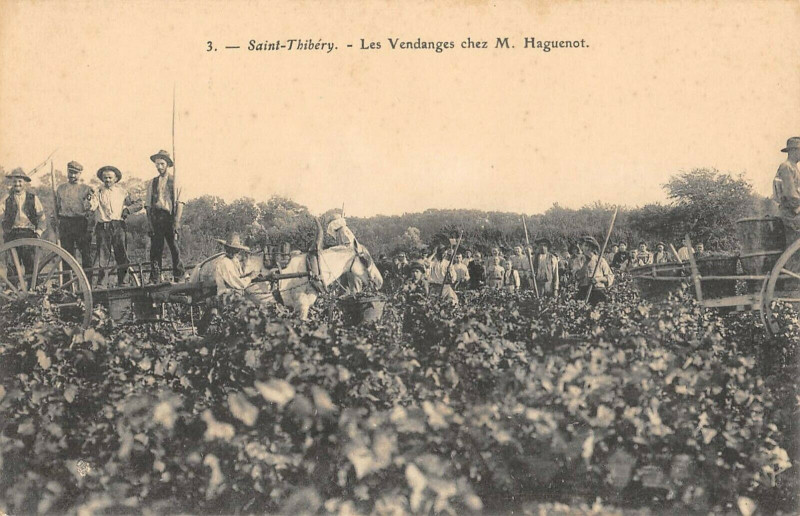Carte postale ancienne Saint Thibery Les Vendanges Chez M.haguenot