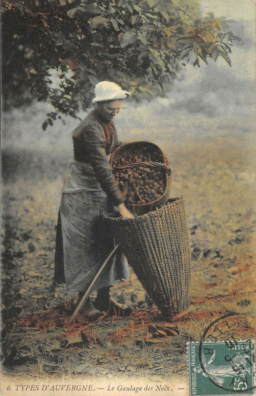 Carte postale ancienne Ttypes D'Auvergne Le Gaulage Des Noix