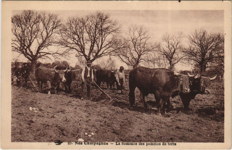 Carte postale ancienne Nos Campagnes - Le Semence des Pommes de Terre