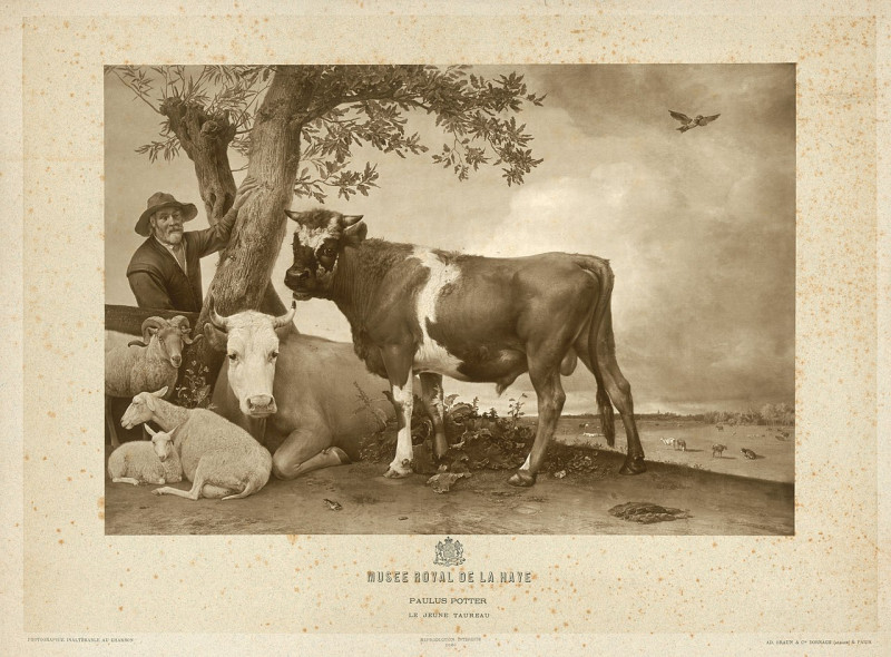 Carte postale ancienne Fotoreproductie van een schilderij van Paulus Potter, 'De jonge stier' (coll. Mauritshuis), Rp-F-00-2528