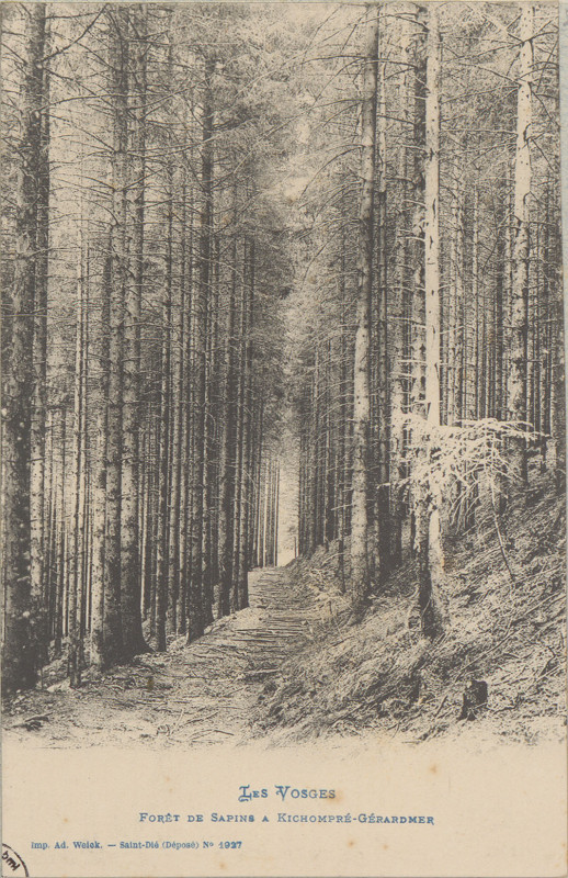 Carte postale ancienne Carte postale, Forêt de sapin à Kichompré-Gérardmer