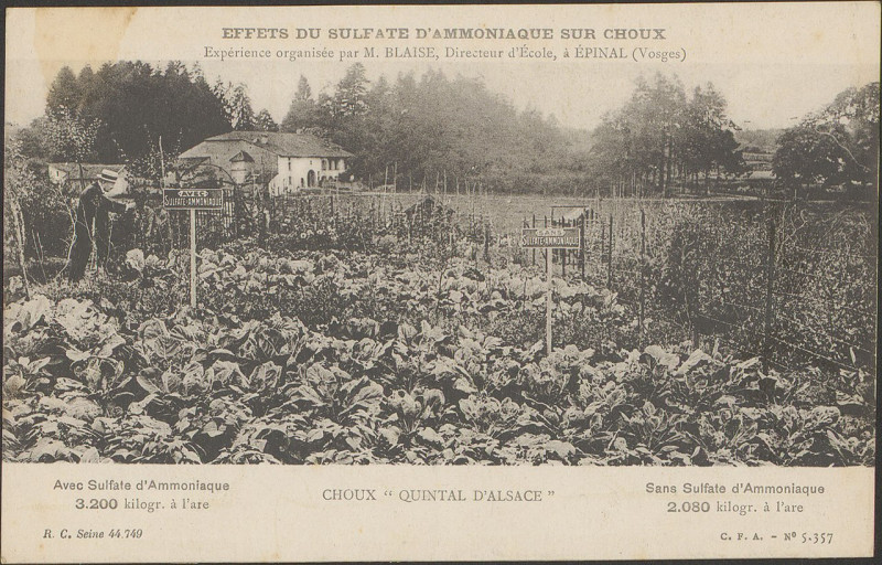 Carte postale ancienne Carte postale, Effet du sulfate d'ammoniaque sur choux