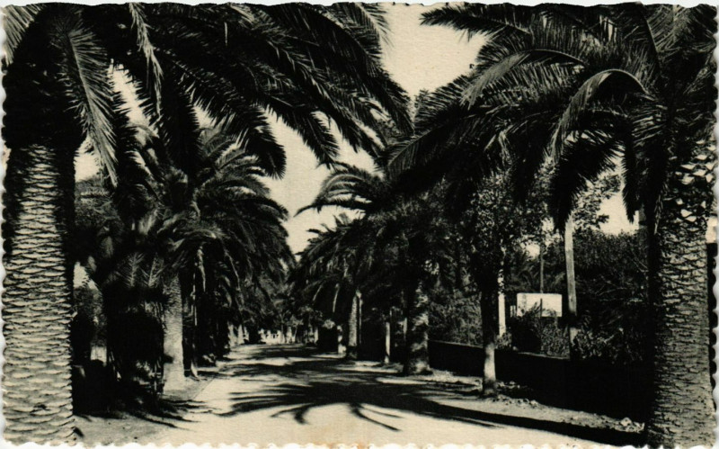 Carte postale ancienne Sanary Avenue de Port Issol