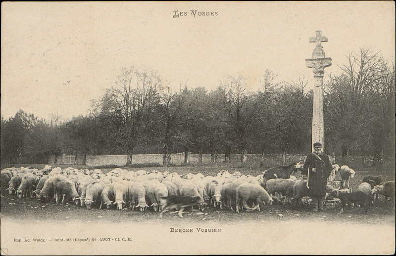 Carte postale ancienne Carte postale, Berger vosgien