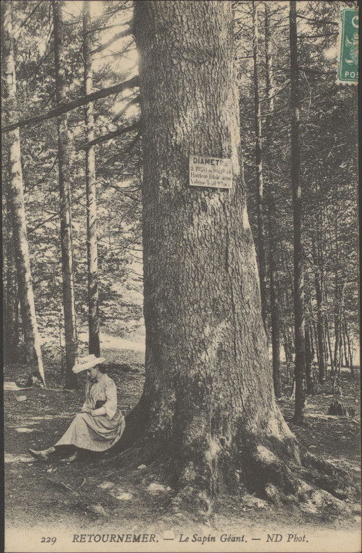 Carte postale ancienne Carte postale, Retournemer, Le sapin géant