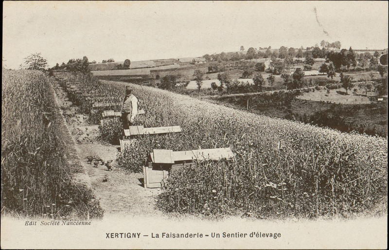 Carte postale ancienne Carte postale, Xertigny, La Faisanderie, Un Sentier d'élevage