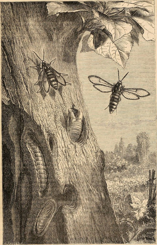 Carte postale ancienne Hardwicke's science-gossip - an illustrated medium of interchange and gossip for students and lovers of nature (1868) (14779521434)