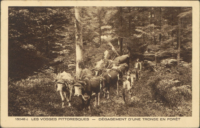 Carte postale ancienne Carte postale, Dégagement d'une tronse en forêt
