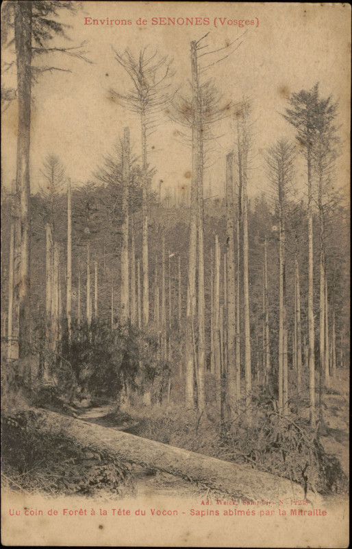 Carte postale ancienne Carte postale, Environs de Senones (Vosges), Un coin de la Forêt à la Tête du Vocon, Sapin abîmés par la Mitraille