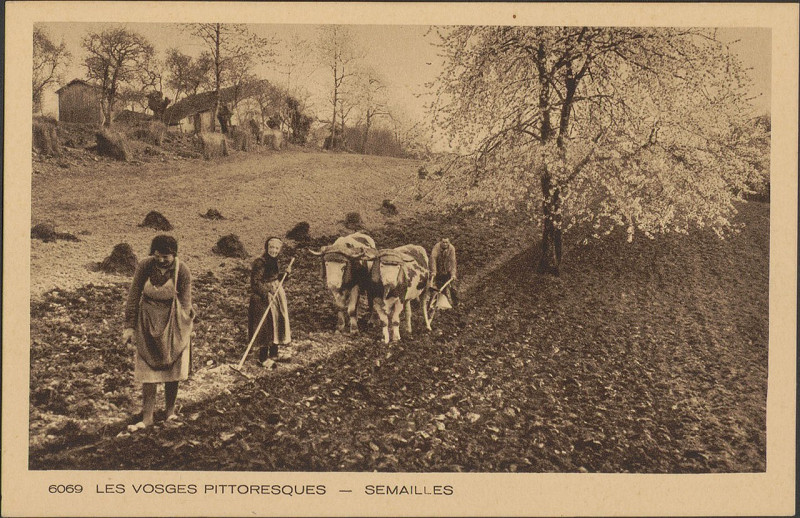 Carte postale ancienne Carte postale, Semailles