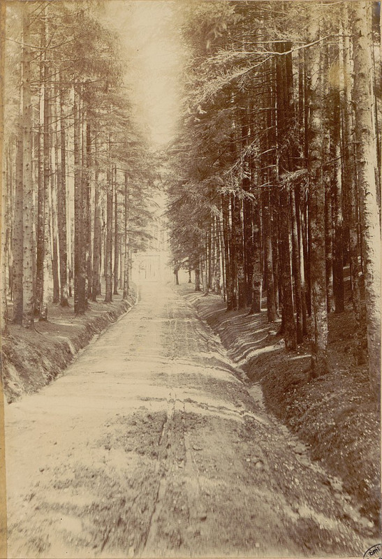 Carte postale ancienne Carte postale, Sentier en forêt dans les Vosges