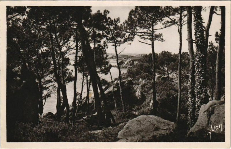 Carte postale ancienne Ile-de-Brehat Les Pins et la Lande