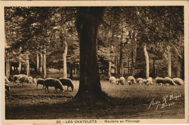 Carte postale ancienne Les Chatelets - Moutons au Paturage