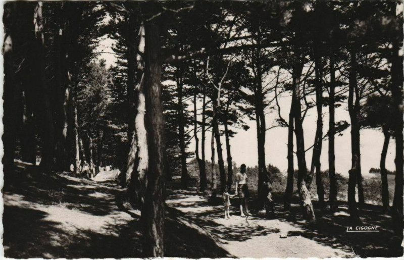 Carte postale ancienne Binic La Bois des Campeurs