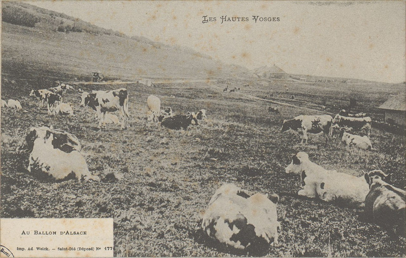 Carte postale ancienne Carte postale, Au Ballon d'Alsace