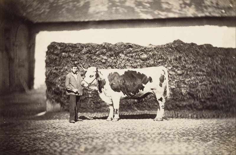 Carte postale ancienne Adolphe Braun - (Prize Bull) - Google Art Project