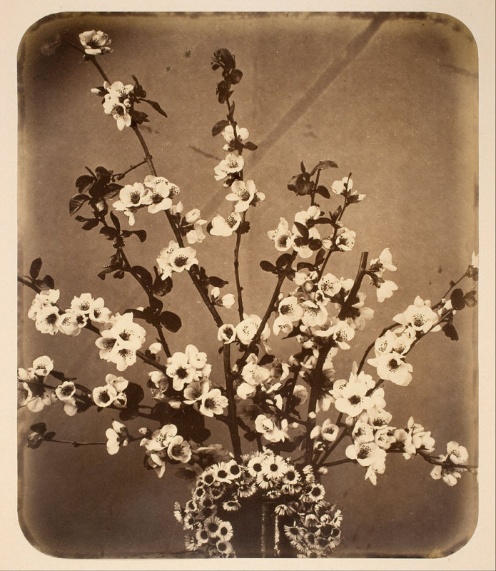 Carte postale ancienne Adolphe Braun - Floral Still Life - Google Art Project