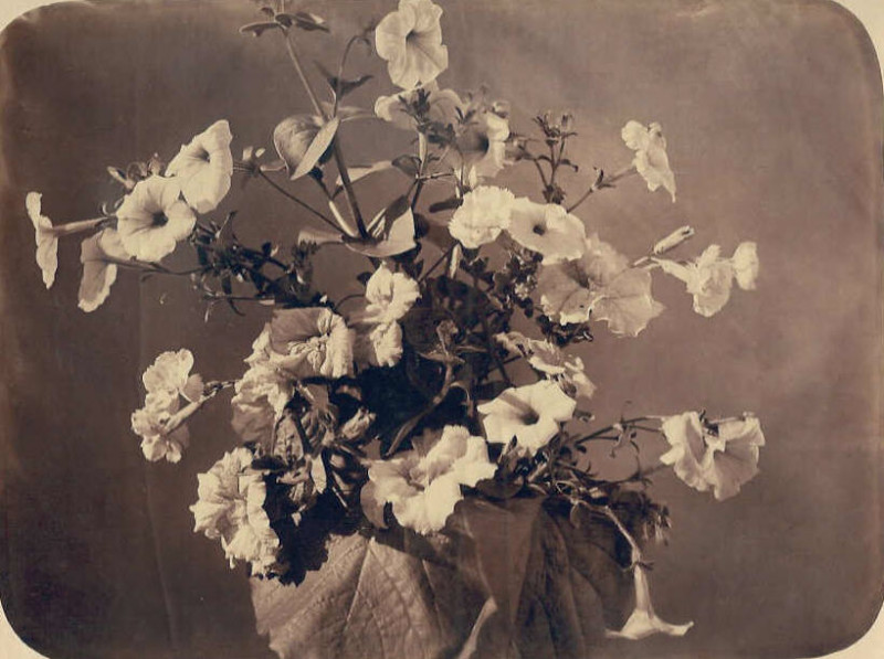 Carte postale ancienne Adolphe Braun - Flower study