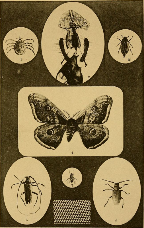 Carte postale ancienne Annales de la Société des sciences naturelles de la Charente-Maritime (1893) (17581832283)