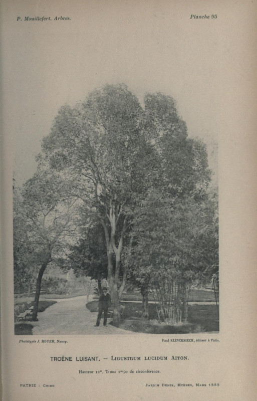 Carte postale ancienne Jardin denis