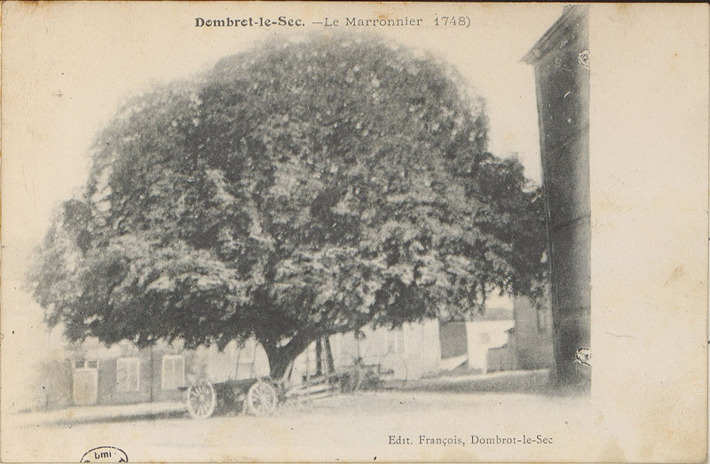 Carte postale ancienne Carte postale, Dombrot-le-Sec, Le Marronnier 1748