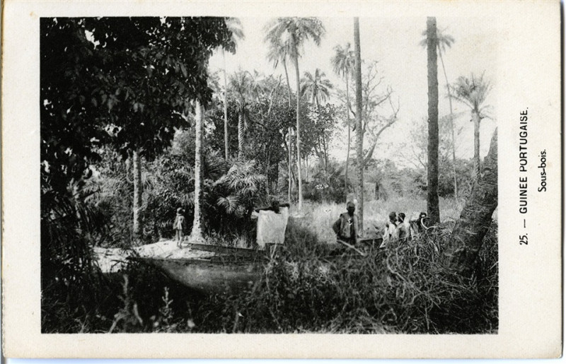 Carte postale ancienne Jrd - 25. Guiné Portuguesa – Sub-bosque