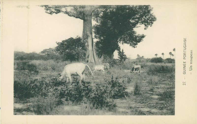 Carte postale ancienne Dc - Dal No 27 - Guinee Portugaise - Un troupeau