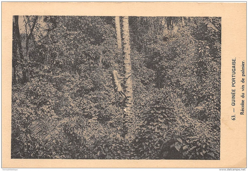 Carte postale ancienne Dc - 63. Guinee Portugaise - récolte du vin de palmier