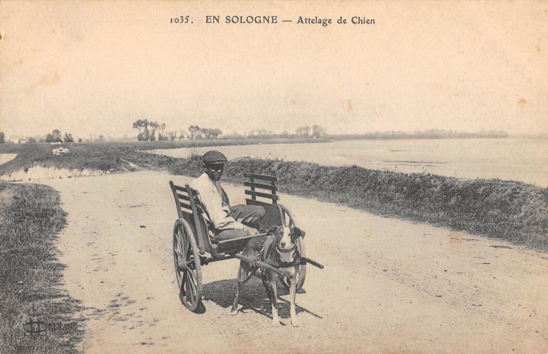 Carte postale ancienne En Sologne Attelage De Chien (attelage chien