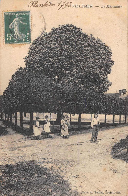 Carte postale ancienne Villemer Le Maronnier
