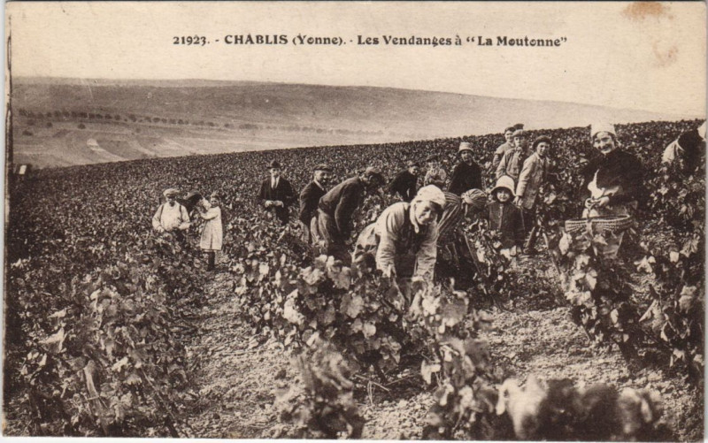 Carte postale ancienne Chablis Les Vendanges a la moutonne à Chablis