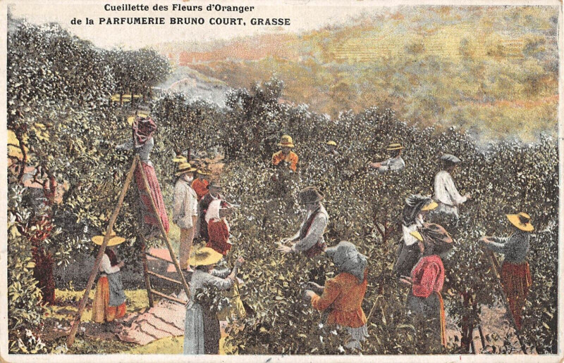 Carte postale ancienne Cueillette Des Fleurs D'Orangers De La Parfumerie Paul Court A Grasse à Grasse
