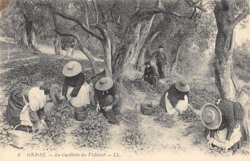 Carte postale ancienne Grasse La Cueillette Des Violettes / Agriculture à Grasse