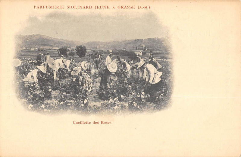 Carte postale ancienne Parfumerie Molinard Jeune A Grasse Cueillette Des Roses - Agriculture à Grasse