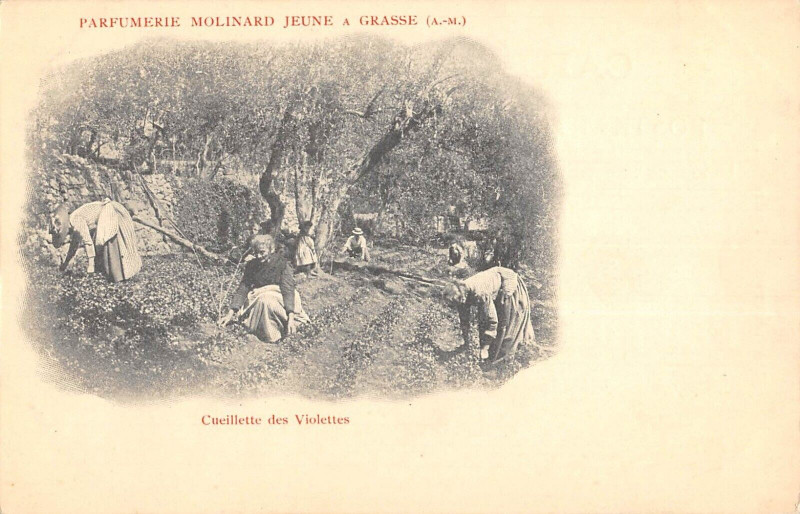 Carte postale ancienne Parfumerie Molinard Jeune A Grasse Cueillette Des Violettes - Agriculture à Grasse