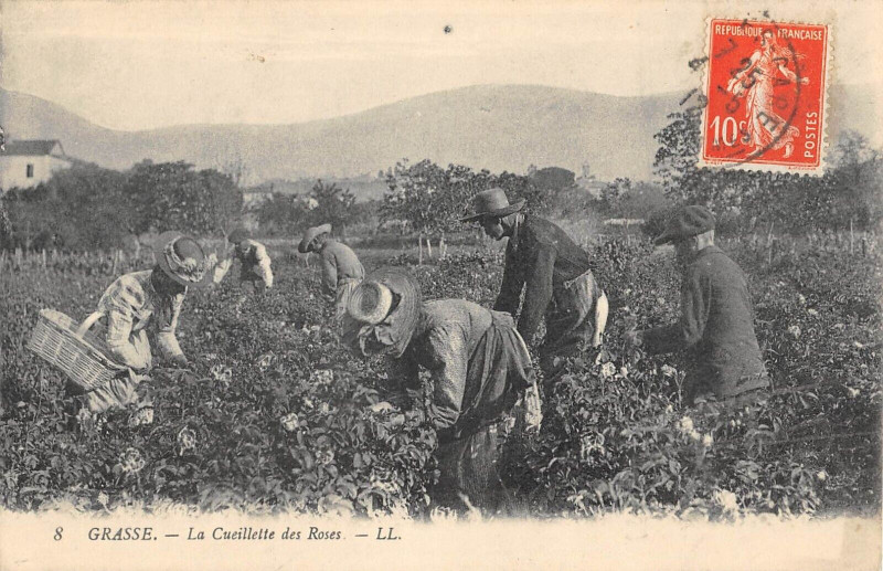 Carte postale ancienne Grasse La Cueillette Des Roses / Agriculture à Grasse
